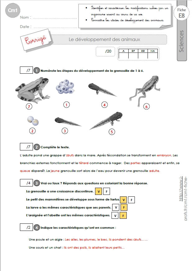 Cm1 Sciences Et Technologie Evaluations Le Developpement Des Animaux