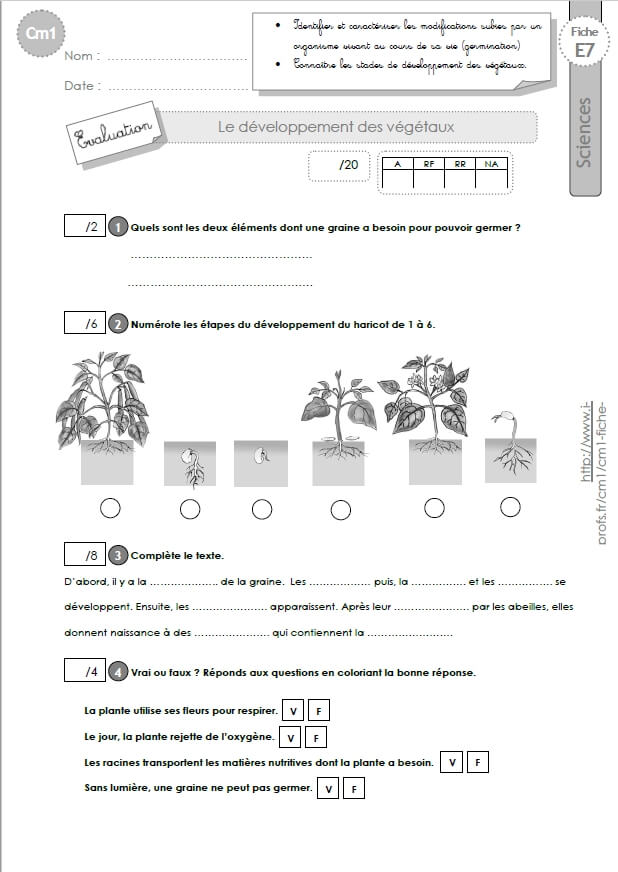 Cm1 Sciences Et Technologie Evaluations Le Developpement Des Vegetaux